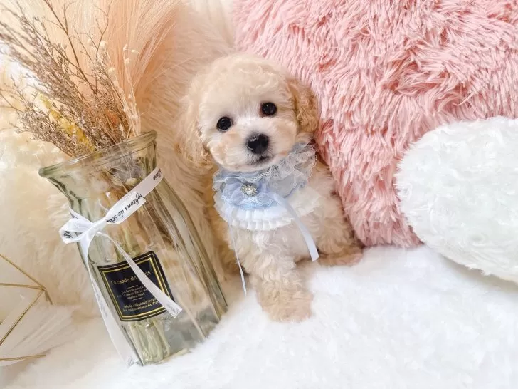 【ぷりんページ】 なかよしトイプーさん タイニープードルのオレンジフォーンの男の子(250507)の子犬情報