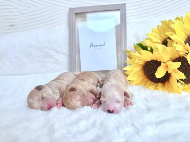 タイニープードル【大阪府・男の子・2025年8月13日・ペール