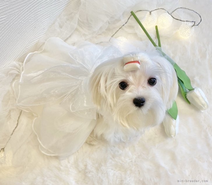 マルチーズ【・女の子・2024年5月5日・ホワイト】