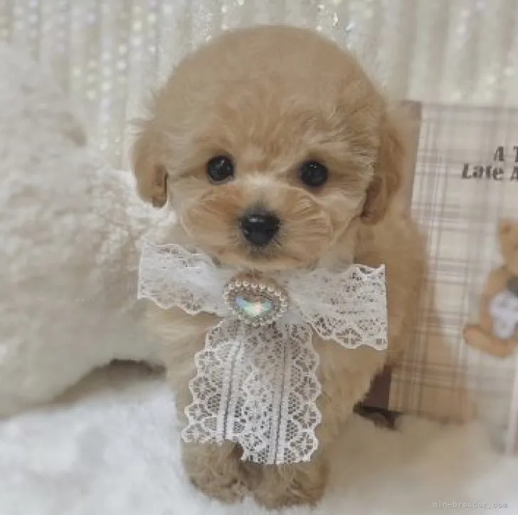 ID:2311-01153の子犬