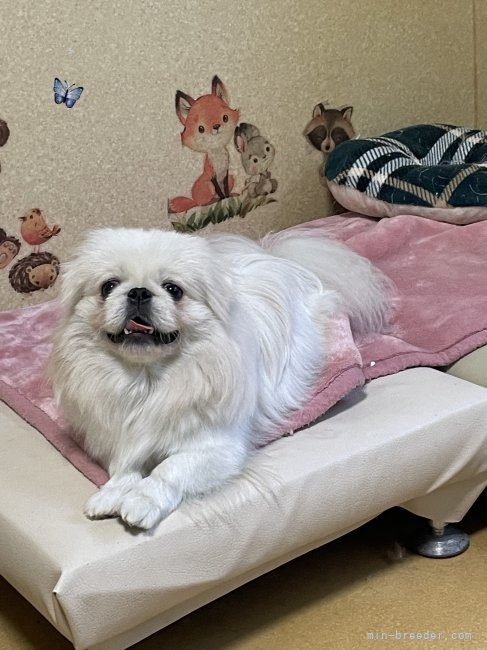 お気に入りの場所でポーズ｜若林　幸子(わかばやし　さちこ)ブリーダー(石川県・ヨークシャーテリアなど・JKC登録)の紹介写真9