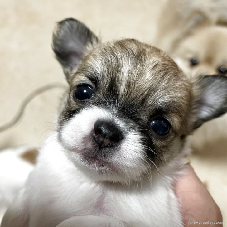 ブリーダー画像