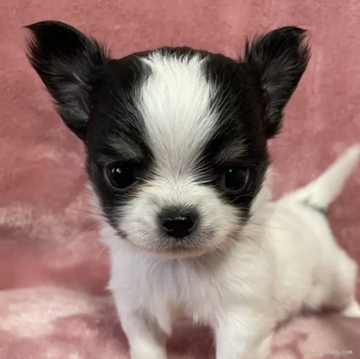 ID:2502-04974の子犬