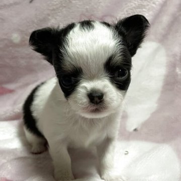 チワワ(ロング)【石川県・男の子・2025年10月20日・ブラックタンホワイト】の写真「小さな可愛い男の子」