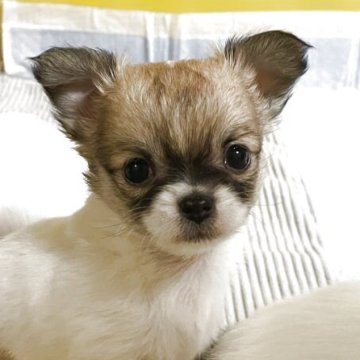 チワワ(ロング)【石川県・女の子・2025年10月20日・ホワイトレッド】の写真「ちょっとシャイな女の子」