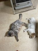 チワワ(ロング)【・女の子・2024年4月24日・ホワイト&レッド】「ストーブの前で猫と仲良くお昼寝中」