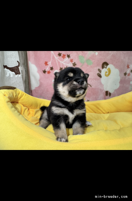 太田清信ブリーダーのブログ：オーナー特選上物黒豆柴ちゃんデビューします