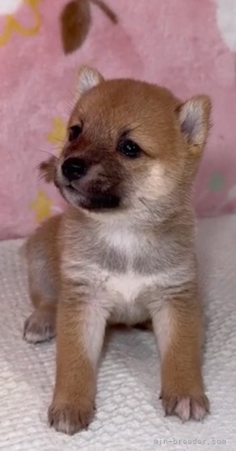 太田清信ブリーダーのブログ：超極小あずきタイプちゃんは兄弟後二人になりました