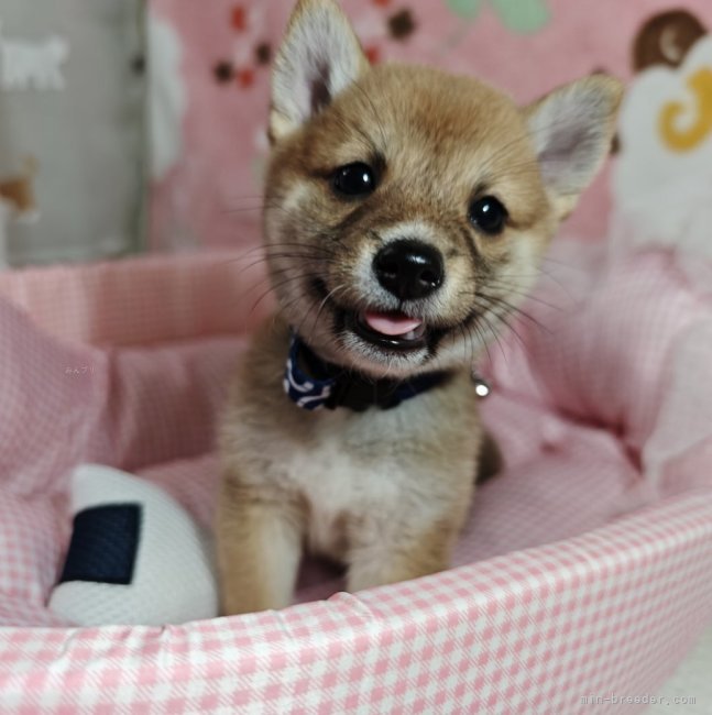 太田清信ブリーダーのブログ：子犬たちはこの人を待ってたんだって思う瞬間