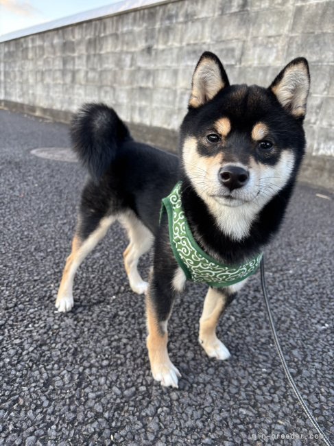 太田清信ブリーダーのブログ：可愛い男の子に成長しました