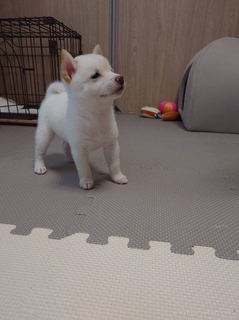 太田清信ブリーダーのブログ：超極小あずきタイプの豆柴ももちゃん出発しました