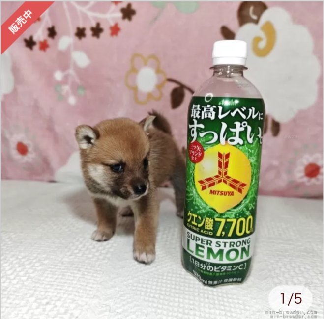 太田清信ブリーダーのブログ：💕皆様の第一声はちっちゃいぃ💕