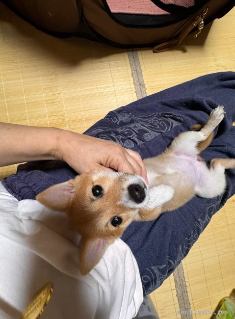 太田清信ブリーダーのブログ：我が家の愛犬😊