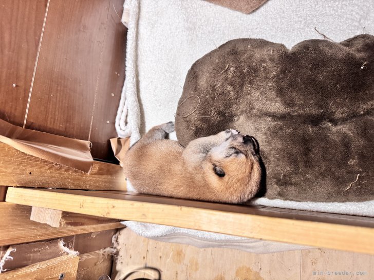 太田清信ブリーダーのブログ：元気に成長中