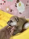 豆柴【岡山県・男の子・2025年7月26日・赤】の写真10