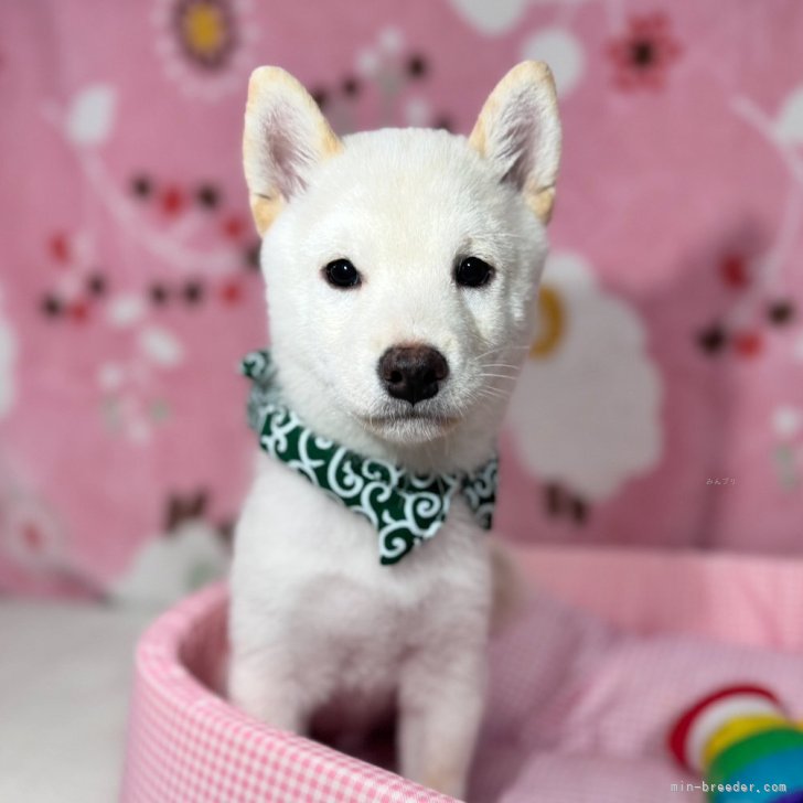 ブリーダー画像