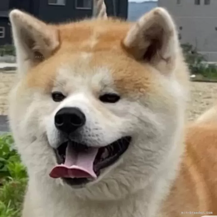 ID:2506-03868の子犬