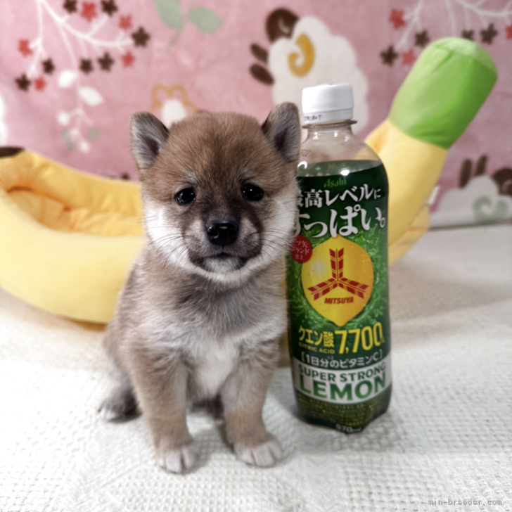 小豆柴 豆柴【岡山県・女の子・2025年7月26日・赤】極小豆柴‼️小柄で
