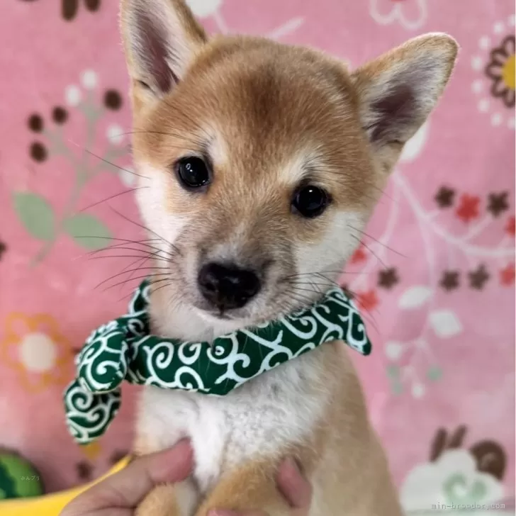 豆柴【岡山県・女の子・2025年7月26日・赤】の写真1「とっても小柄な極小タイプです。お洋服も嫌がりません。」