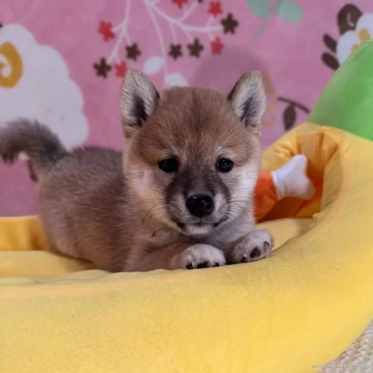 ID：2508-06536の子犬