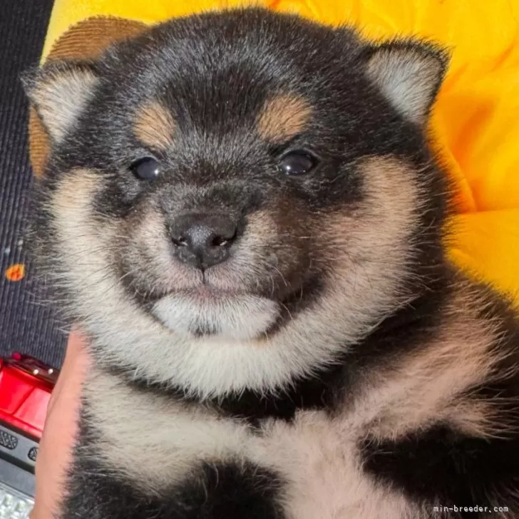 ID：2501-07039の子犬