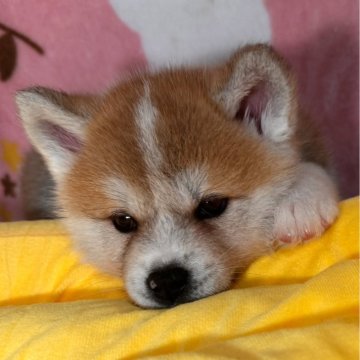 秋田犬【岡山県・女の子・2025年2月24日・赤】の写真「良血統の明るく元気な秋田犬の女の子❣️」