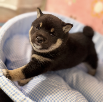 柴犬(豆柴)【岡山県・男の子・2025年4月19日・黒】の写真「大リーガーの大谷選手のお子様と同じ日に生まれました」