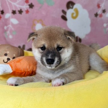 柴犬(豆柴)【岡山県・男の子・2025年8月9日・赤】の写真「オーナーお勧めの極小豆柴‼️骨格構成色彩最高です。」