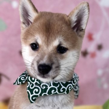 豆柴 豆柴【岡山県・女の子・2025年5月10日・赤】上物極小豆柴‼️骨格