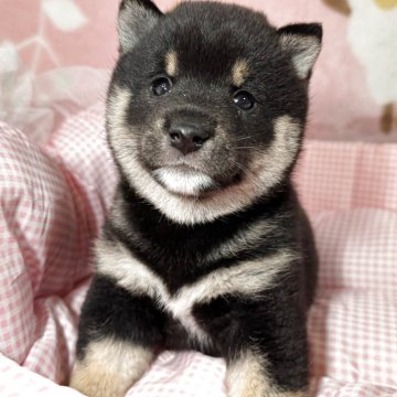 豆柴【岡山県・男の子・2025年4月19日・黒】の写真「大谷選手のお子様と同じ誕生日の笑顔の子」