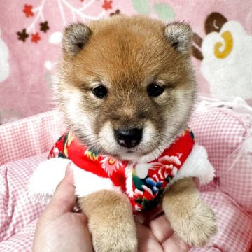 柴犬(豆柴)【岡山県・女の子・2025年11月1日・赤】の写真「極小です女性の手と比べて見てください‼️可愛い🩷」