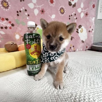 柴犬(豆柴)【岡山県・女の子・2025年7月26日・赤】の写真「超極小のあずきタイプの豆柴‼️小さい子お探しの方へ」