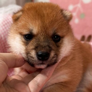 豆柴【岡山県・女の子・2025年5月3日・赤】の写真「今シーズン一番の可愛い女の子兄弟🩷極小上物赤豆柴」