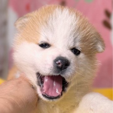 秋田犬【岡山県・男の子・2025年3月11日・赤】の写真「良血統で明るく元気な秋田犬の男の子」