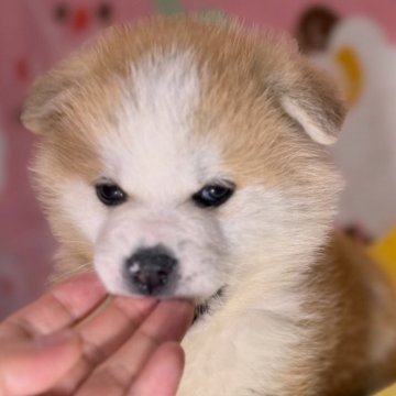 秋田犬【岡山県・男の子・2025年3月11日・赤】の写真「良血統で明るく元気な秋田犬の男の子」
