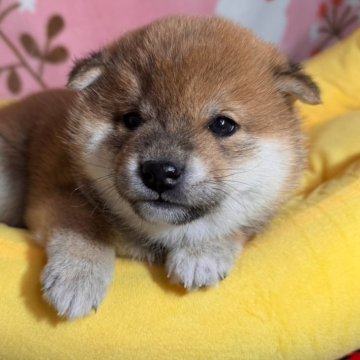 柴犬(豆柴)【岡山県・男の子・2025年2月1日・赤】の写真「可愛い動画をアップしました‼️ぜひご覧下さい」