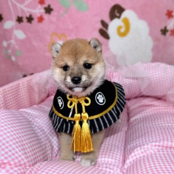 柴犬(豆柴)【岡山県・男の子・2025年11月22日・赤】の写真「今シーズンNo.1の可愛さ！あけおめ価格の極小豆」