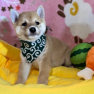 柴犬(豆柴)【岡山県・男の子・2025年7月26日・赤】の写真「超極小のあずきタイプの豆柴小さい子をお探しの方へ」
