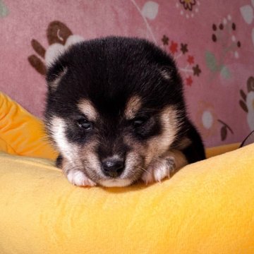 柴犬(豆柴)【岡山県・男の子・2025年5月3日・黒】の写真「極小豆柴の上物黒豆柴男の子❣️可愛い色柄良い小さい」