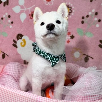 柴犬(豆柴)【岡山県・男の子・2025年8月9日・白】の写真「育てやすい人懐っこい子で躾などのお悩も少ないですよ」