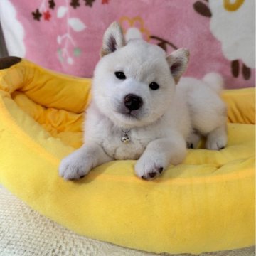 柴犬(豆柴)【岡山県・男の子・2025年8月9日・白】の写真「レアな鼻肉球共に黒色の両親ともに白の白豆柴です」