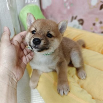 豆柴 豆柴を一覧から探す│ペッツファースト公式サイト