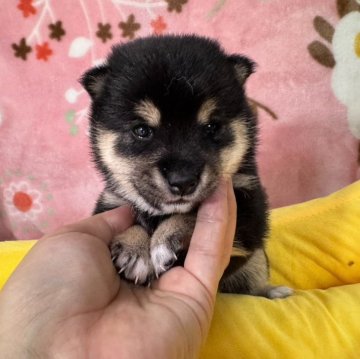 柴犬(豆柴)【岡山県・女の子・2025年8月9日・黒】の写真「オーナー特選極小黒豆柴❣️今シーズン一番の可愛さ」