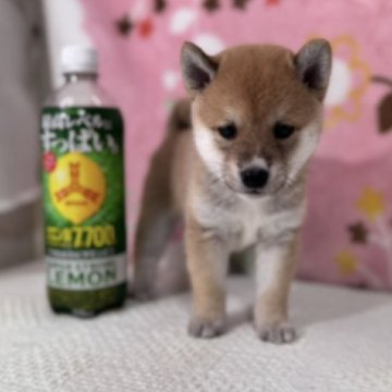 柴犬(豆柴)【岡山県・男の子・2025年7月26日・赤】の写真「超極小のあずきタイプの豆柴レアな小さい豆柴くんです」