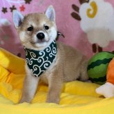 柴犬(豆柴)