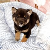 柴犬(豆柴)