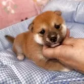 豆柴