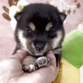 豆柴