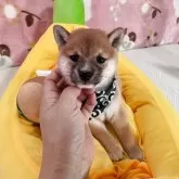 豆柴【岡山県・女の子・2025年7月26日・赤】の写真1「とっても小柄な極小タイプです。女性の手とサイズ感はご比較ください。」