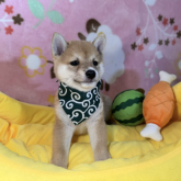 柴犬(豆柴)